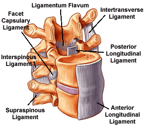 ligaments of spine